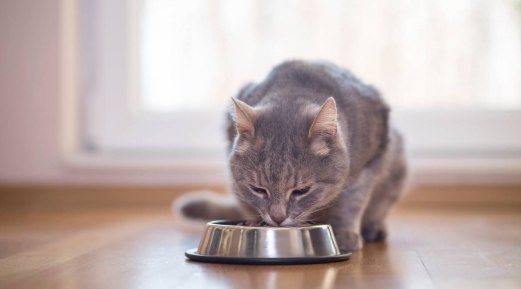 The Role of Liver Diets and Calibra Life's Nutritional Excellence The Role of Liver Diets and Calibra Life's Nutritional Excellence