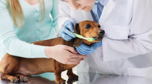 Tips for Cleaning Dog Teeth from A Guide to Dog Dental Care Tips for Cleaning Dog Teeth from A Guide to Dog Dental Care