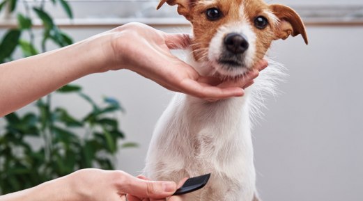 Tips for Grooming a Dog at Home