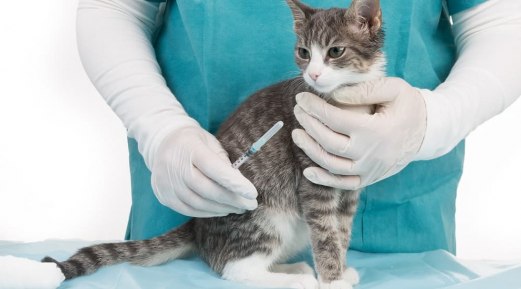 Tips to Assist in Diagnosing and Preventing FIP Tips to Assist in Diagnosing and Preventing FIP