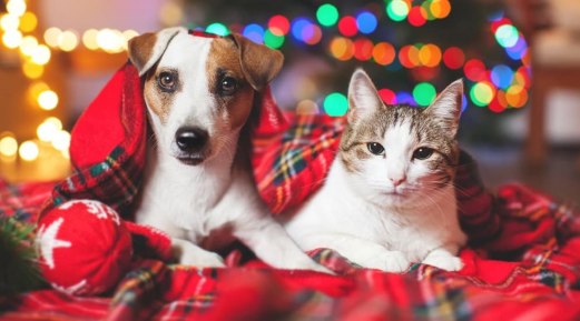 Tips to Celebrate Christmas Safely with Your Pets Tips to Celebrate Christmas Safely with Your Pets