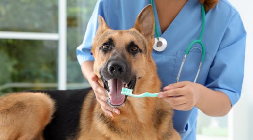 Tips to Keep Your Pet’s Breath Fresh & Teeth Clean