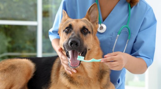 Tips to Keep Your Pet’s Breath Fresh & Teeth Clean Tips to Keep Your Pet’s Breath Fresh & Teeth Clean