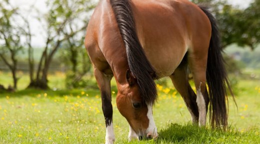 Tips to Make Your Horse Lose Weight