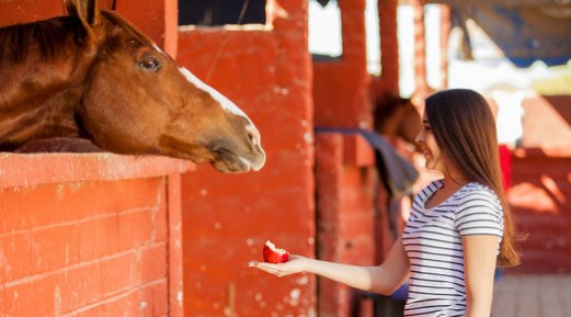 Useful Tips to Select a Horse Feed Useful Tips to Select a Horse Feed