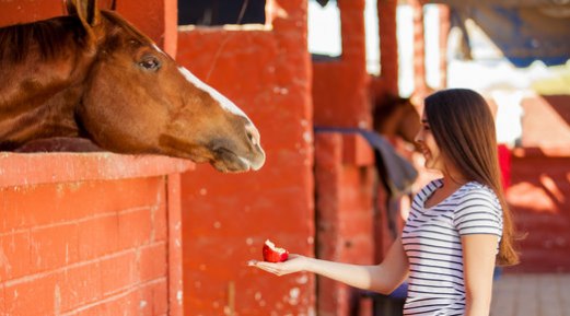 Useful Tips to Select a Horse Feed