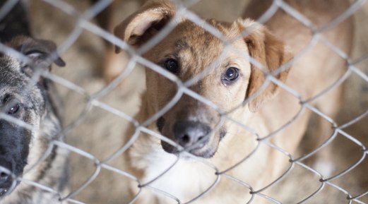 Titer Testing – How It Helps Save Lives of Animals Living in Shelters Titer Testing – How It Helps Save Lives of Animals Living in Shelters