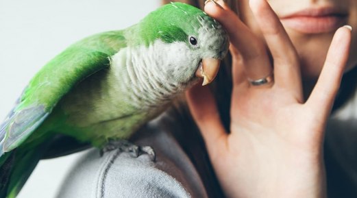 Top Summer Concerns for Pet Birds Top Summer Concerns for Pet Birds