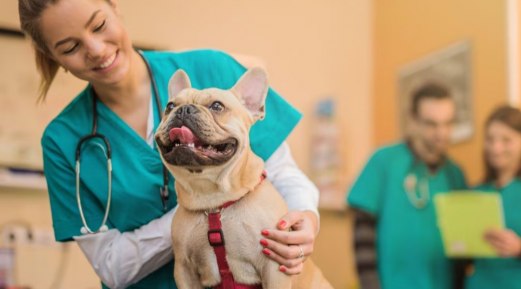 Why UAE Veterinarians Trust Candioli Pharma Products Why UAE Veterinarians Trust Candioli Pharma Products