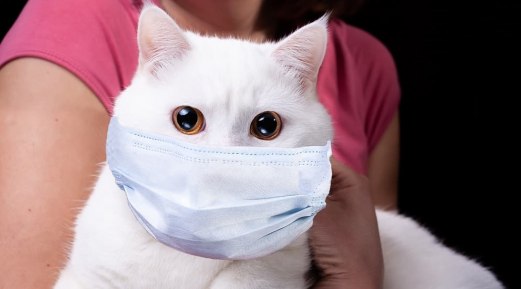 Understanding Feline Coronavirus and Role of Antibody Titer in Cured Cat