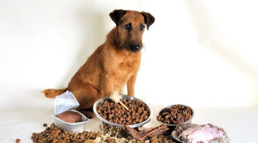 Understanding Key Dog Food Ingredients for Optimal Health