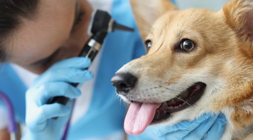 Understanding the Otitis Externa in Pets