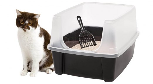 Understanding Your Cat's Litter Tray Habits: The Post-Cleaning Dash