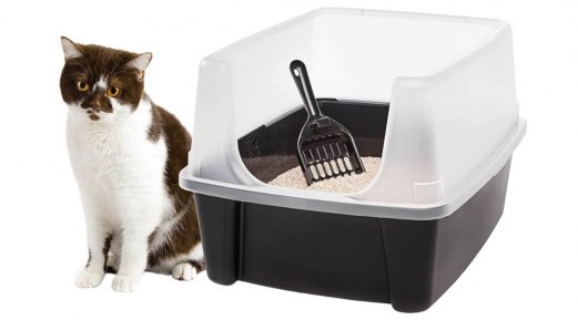 Understanding Your Cat's Litter Tray Habits: The Post-Cleaning Dash Understanding Your Cat's Litter Tray Habits: The Post-Cleaning Dash
