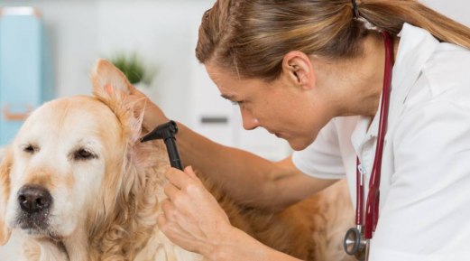 Unveiling the Root Causes of Dog Ear Infections and Proactive Measures Unveiling the Root Causes of Dog Ear Infections and Proactive Measures