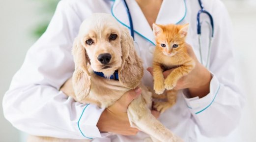 Use of Endoscopy in Veterinary Medicine
