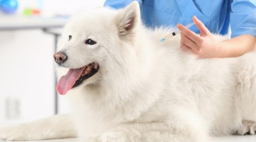 VacciCheck and Role of Antibodies Developed After Vaccination in Dogs