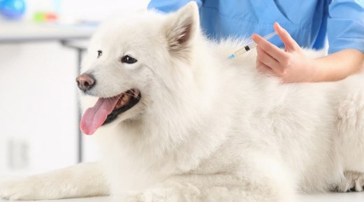 VacciCheck and Role of Antibodies Developed After Vaccination in Dogs VacciCheck and Role of Antibodies Developed After Vaccination in Dogs