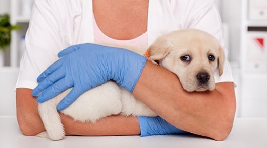How Safe is Your Veterinary Hygiene and Infection Control Protocol? How Safe is Your Veterinary Hygiene and Infection Control Protocol?