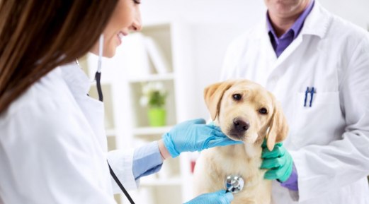 Boosting the Immune System of Your Dog: Essential Tips for Pets in Better Health Boosting the Immune System of Your Dog: Essential Tips for Pets in Better Health