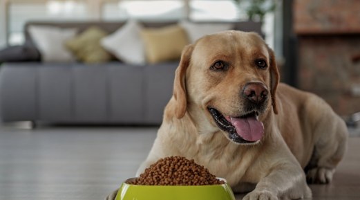Managing Struvite Crystals in Dogs: The Best Calibra Diet for Healthier Urinary Tracts Managing Struvite Crystals in Dogs: The Best Calibra Diet for Healthier Urinary Tracts