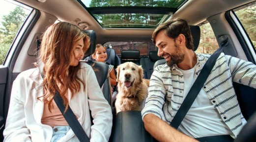 Vital Biosecurity Measures for Holiday Travel with Pets Vital Biosecurity Measures for Holiday Travel with Pets