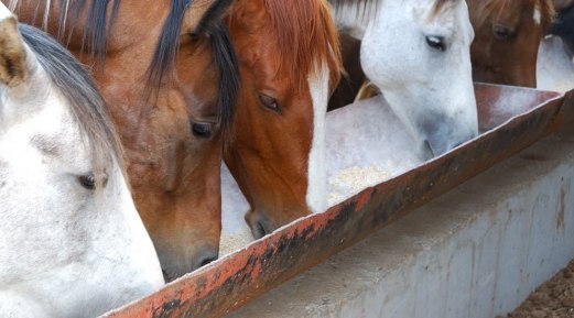 What Are the Benefits of Supplement for High-Performance Equines?