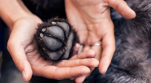 What Is Dog Paw Balm and How Is It Applied What Is Dog Paw Balm and How Is It Applied