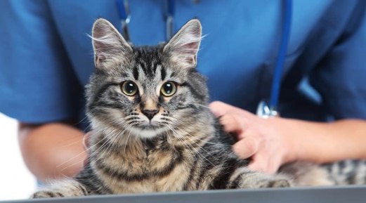 What to Expect During Your Pet’s Annual Veterinary Exam