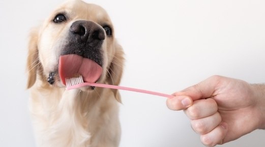 Why A Dog Toothbrush Is a Dog's Best Friend in Dental Care