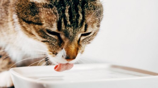 Why Cat Water Additive Is Best for Dental Care?