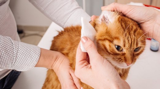 Why Dermacare Vet is the Ultimate Solution for Your Pet's Ear Health Why Dermacare Vet is the Ultimate Solution for Your Pet's Ear Health