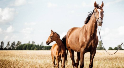Here's Why Horses Might Need an Extra Boost