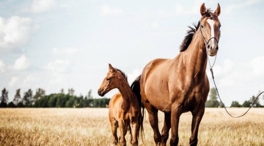 Here's Why Horses Might Need an Extra Boost Here's Why Horses Might Need an Extra Boost