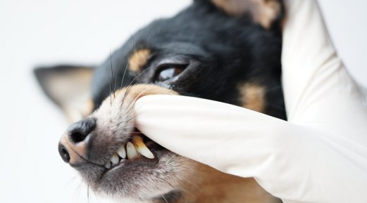Why Should You Take Dog Tartar Seriously? Why Should You Take Dog Tartar Seriously?