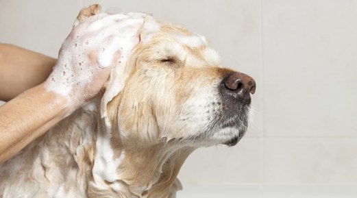 Why should you Use an Aloe Vera Shampoo for Dogs?