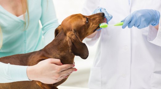 Why You Must Pay Close Attention to Your Pet's Dental Care