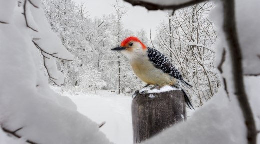 Winter Nourishment for Our Feathered Friends: A Guide to Avian Well-being