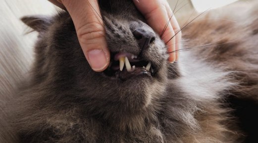 Yellow Teeth in Canines: Causes and Remedy