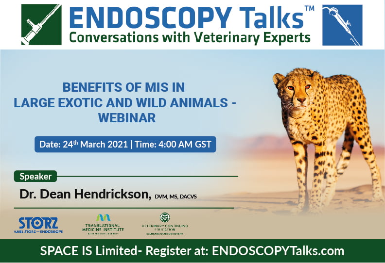 Benefits of MIS in Large Exotic and Wild Animals - Webinar