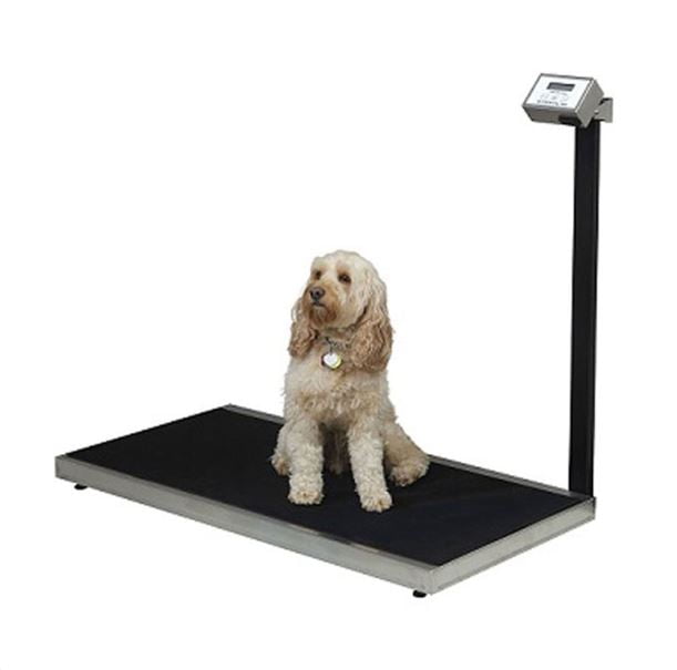 Platform Scale Platform Scale