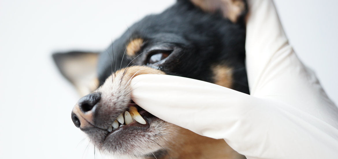 Importance Of Dog Tartar Removal Eurovets World