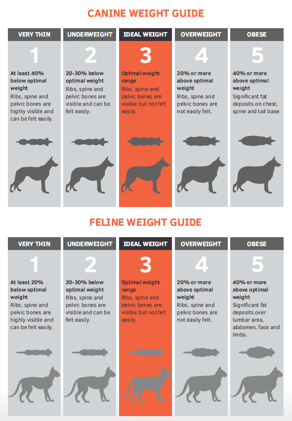 Pitbull Puppy Weight Chart