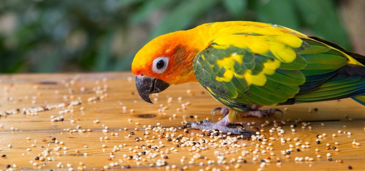 All You Need to Know About Pet Bird Nutrition
