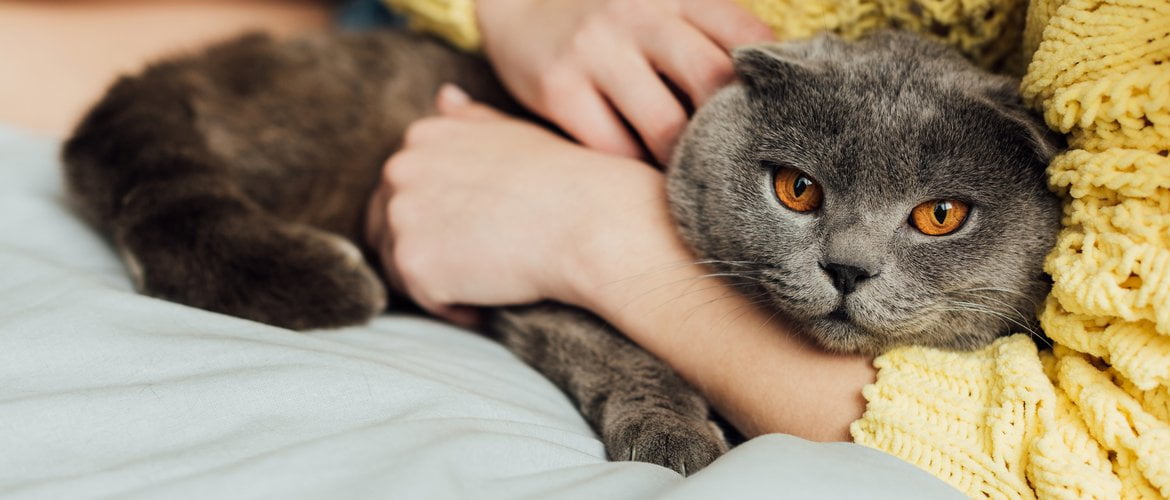 Human Behavior Can Have a Significant Impact on Your Cat’s Appetite