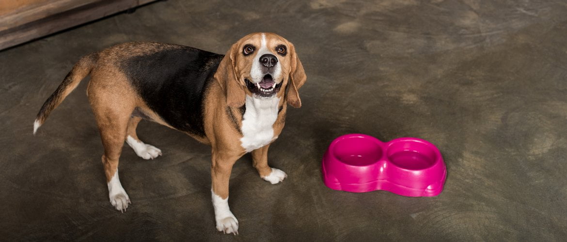 Managing Your Dog's Food Allergy