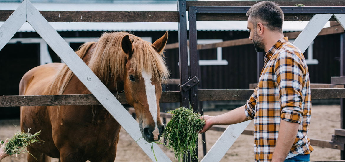 A High-Quality Horse Feed Formula