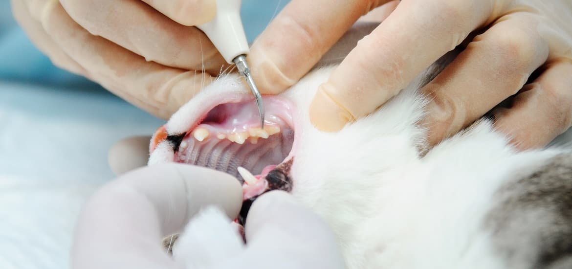 How to Maintain Pets’ Oral Health