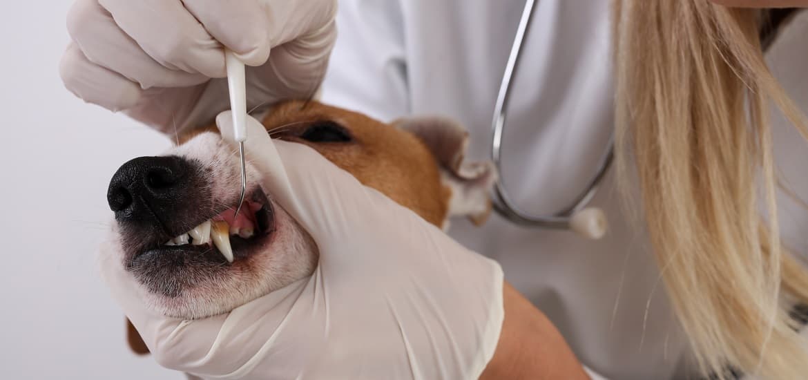 Importance of a Reliable Pet Dental Examination Tool in Your Clinic