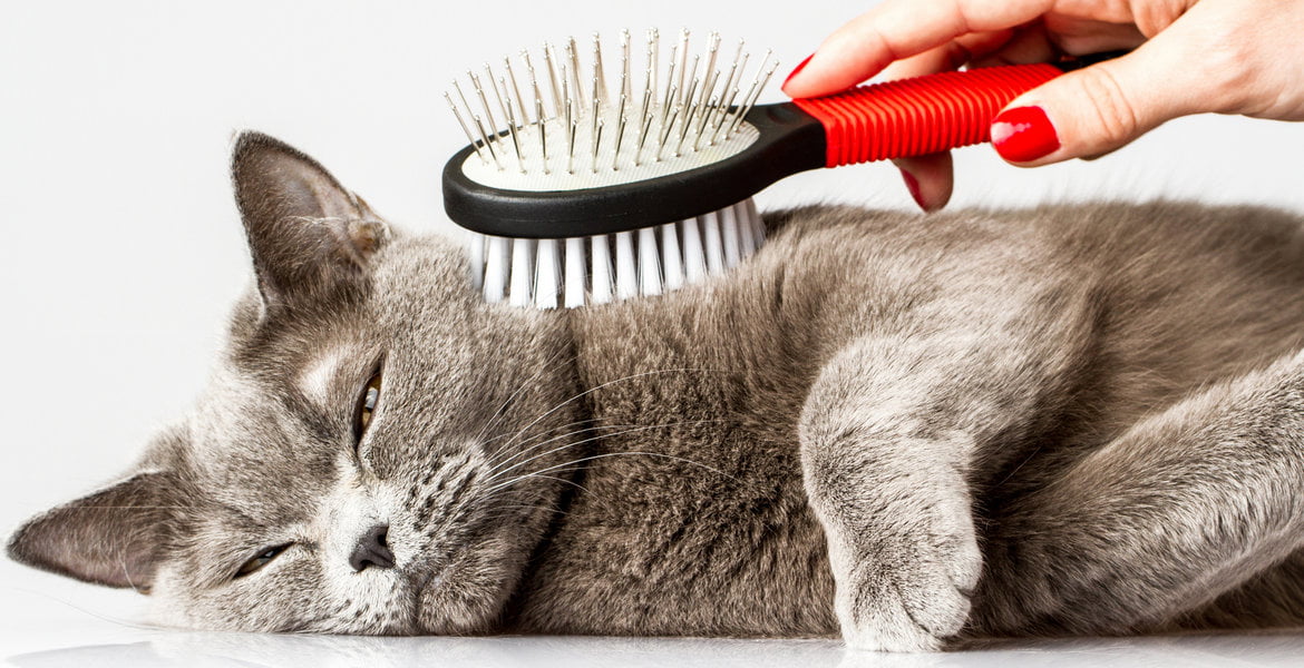 Keep Your Cat’s Coat Looking Its Best